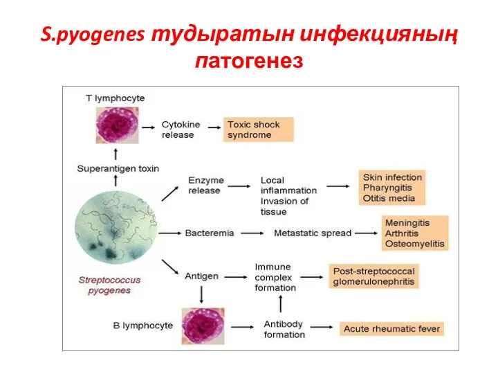S.pyogenes тудыратын инфекцияның патогенез