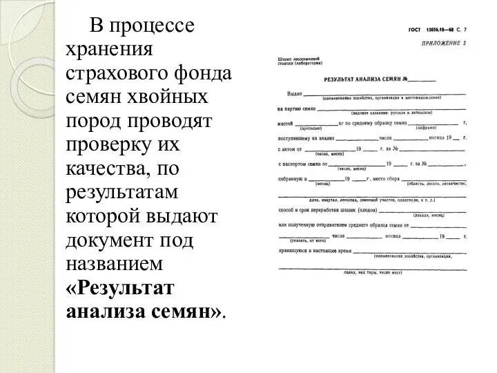 В процессе хранения страхового фонда семян хвойных пород проводят проверку