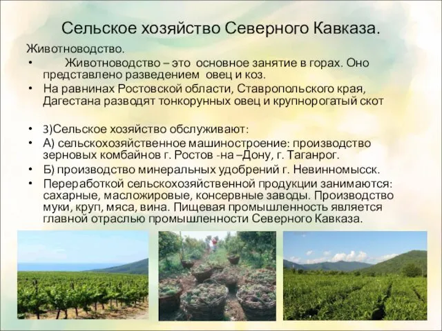 Сельское хозяйство Северного Кавказа. Животноводство. Животноводство – это основное занятие в горах. Оно