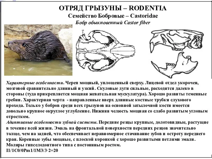 ОТРЯД ГРЫЗУНЫ – RODENTIA Семейство Бобровые – Castoridae Бобр обыкновенный