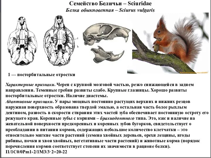 Семейство Беличьи – Sciuridae Белка обыкновенная – Sciurus vulgaris 1