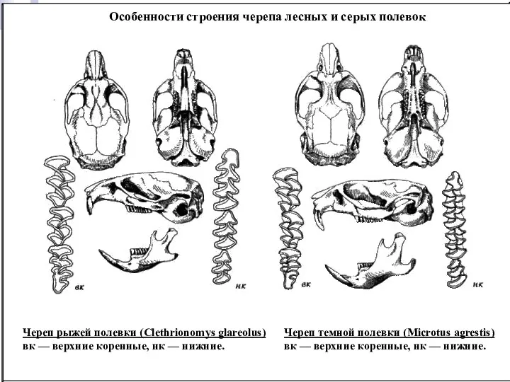 Череп темной полевки (Microtus agrestis) вк — верхние коренные, нк