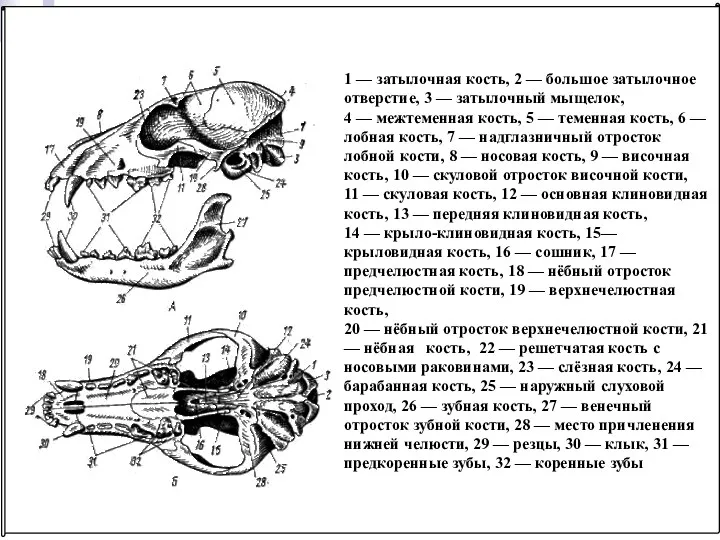 1 — затылочная кость, 2 — большое затылочное отверстие, 3