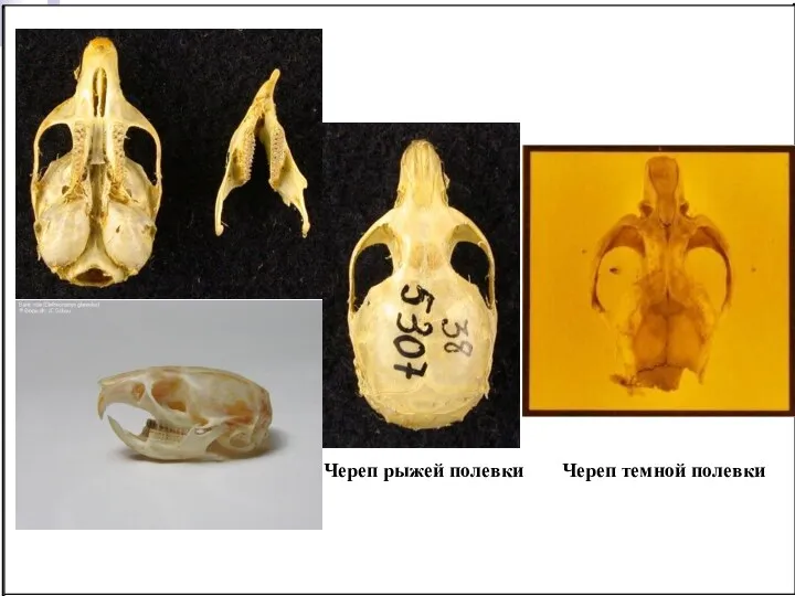 Череп рыжей полевки Череп темной полевки