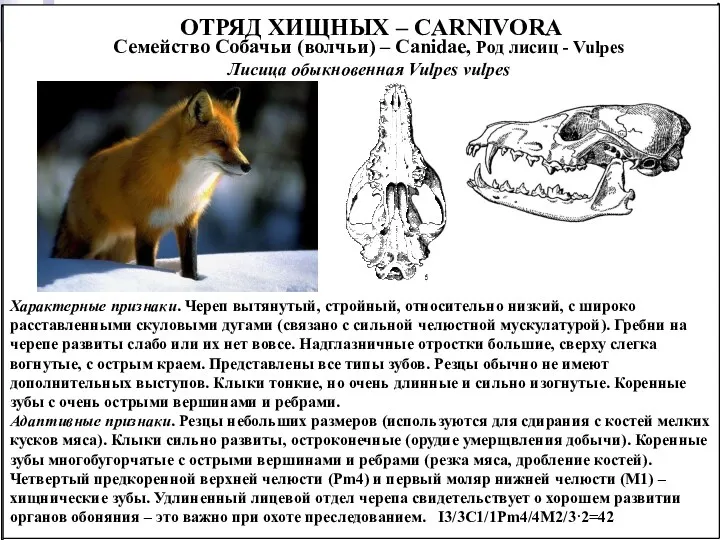 ОТРЯД ХИЩНЫХ – CARNIVORA Семейство Собачьи (волчьи) – Canidae, Род