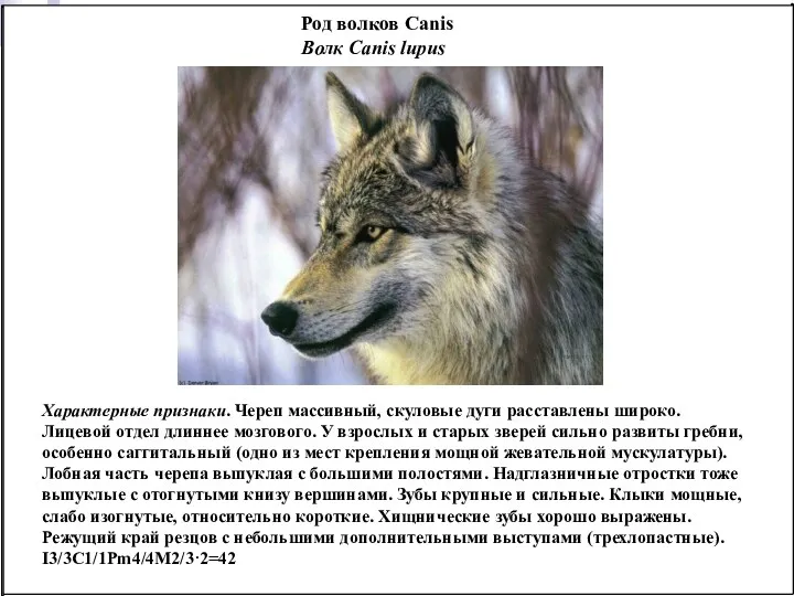 Род волков Canis Волк Canis lupus Характерные признаки. Череп массивный,