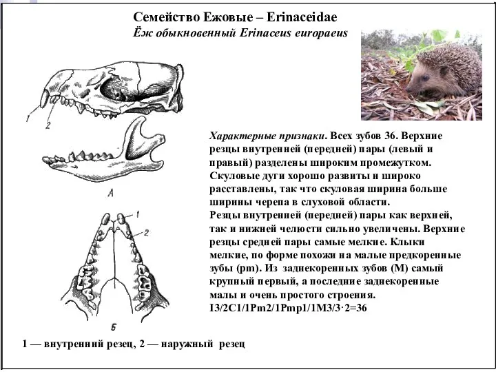 Семейство Ежовые – Erinaceidae Ёж обыкновенный Erinaceus europaeus Характерные признаки.