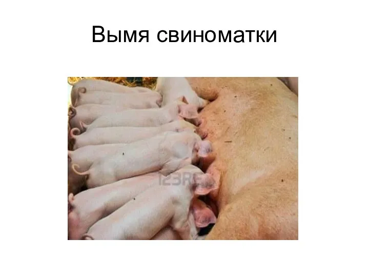 Вымя свиноматки