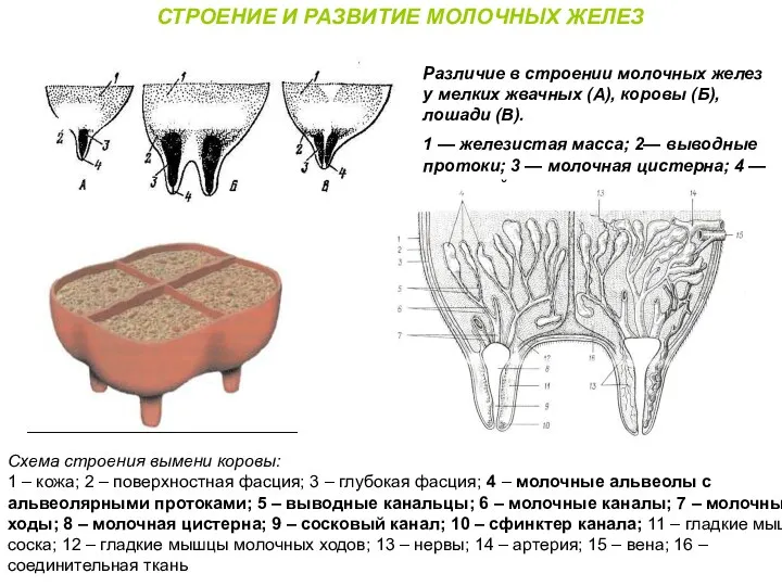 СТРОЕНИЕ И РАЗВИТИЕ МОЛОЧНЫХ ЖЕЛЕЗ Различие в строении молочных желез