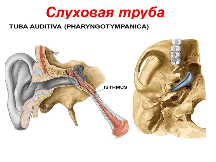 Слуховая труба