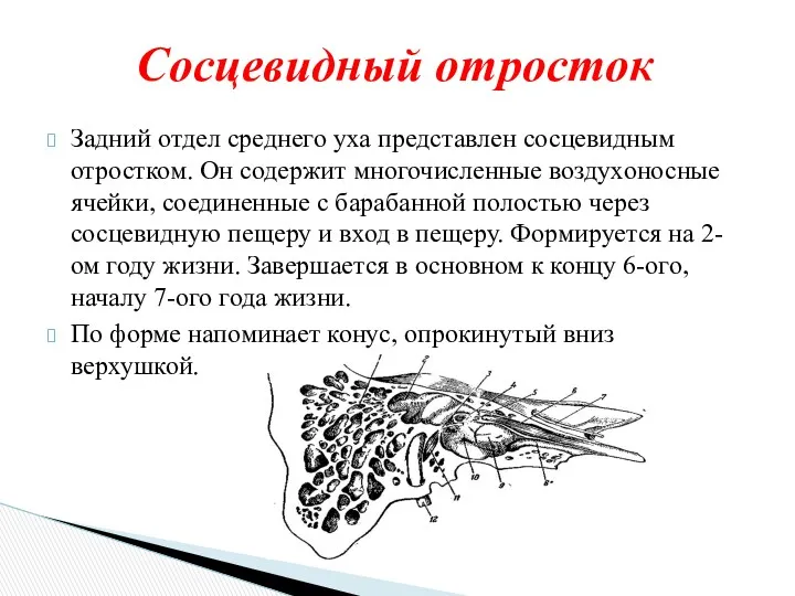 Задний отдел среднего уха представлен сосцевидным отростком. Он содержит многочисленные