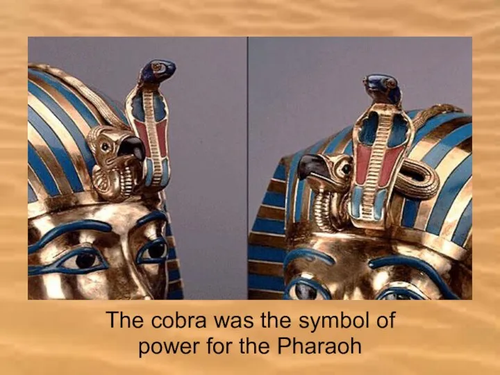 The cobra was the symbol of power for the Pharaoh