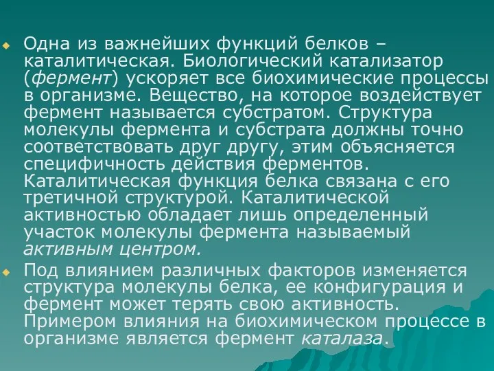 Одна из важнейших функций белков – каталитическая. Биологический катализатор (фермент)