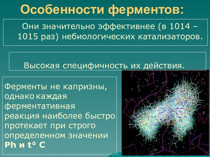 Они значительно эффективнее (в 1014 – 1015 раз) небиологических катализаторов.