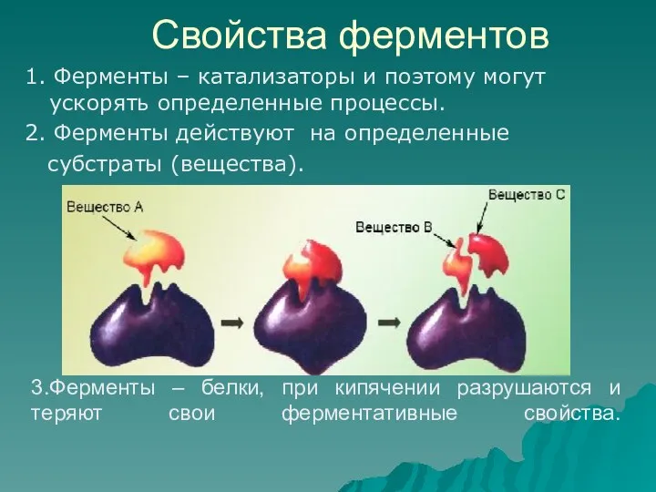 3.Ферменты – белки, при кипячении разрушаются и теряют свои ферментативные