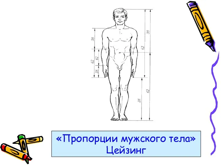 «Пропорции мужского тела» Цейзинг