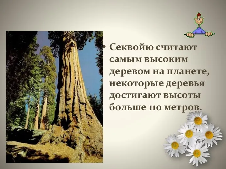 Секвойю считают самым высоким деревом на планете, некоторые деревья достигают высоты больше 110 метров.