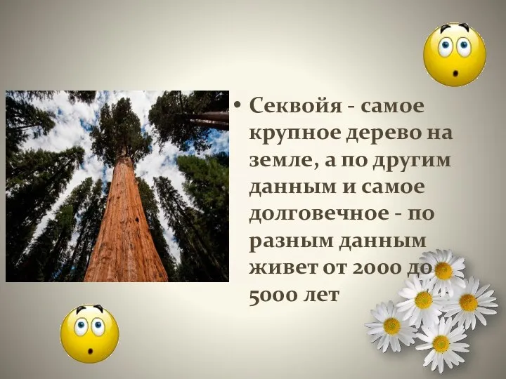 Секвойя - самое крупное дерево на земле, а по другим данным и самое