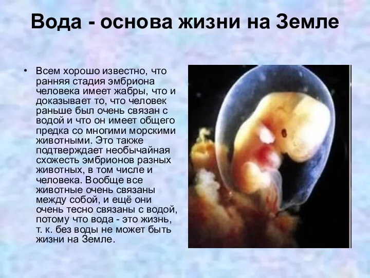 Вода - основа жизни на Земле Всем хорошо известно, что ранняя стадия эмбриона