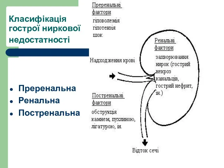 Класифікація гострої ниркової недостатності Преренальна Ренальна Постренальна