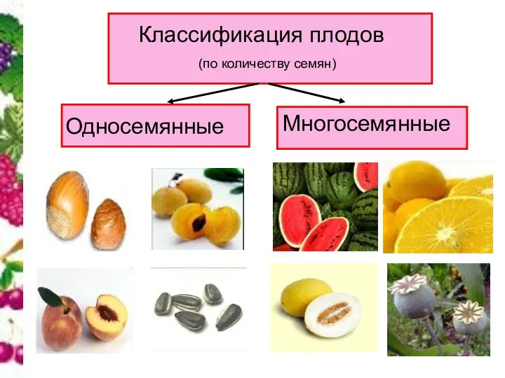 Классификация плодов (по количеству семян) Односемянные Многосемянные