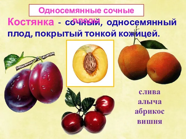 Костянка - сочный, односемянный плод, покрытый тонкой кожицей. слива алыча абрикос вишня Односемянные сочные плоды