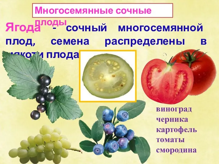Многосемянные сочные плоды Ягода - сочный многосемянной плод, семена распределены в мякоти плода.