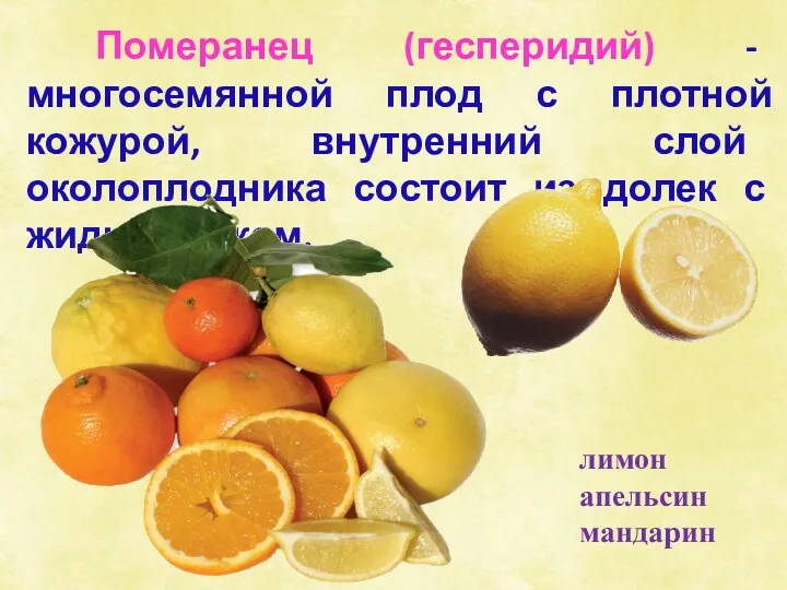Померанец (гесперидий) - многосемянной плод с плотной кожурой, внутренний слой околоплодника состоит из