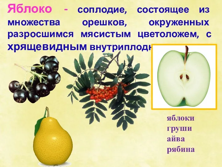 Яблоко - соплодие, состоящее из множества орешков, окруженных разросшимся мясистым