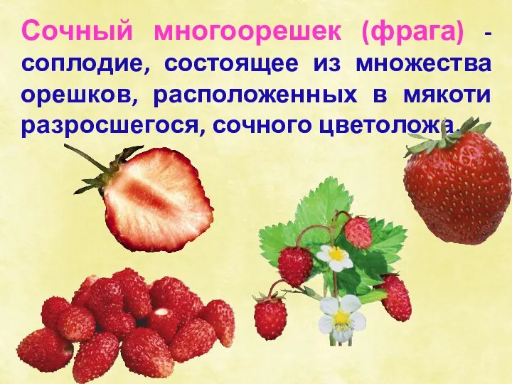 Сочный многоорешек (фрага) - соплодие, состоящее из множества орешков, расположенных в мякоти разросшегося, сочного цветоложа.