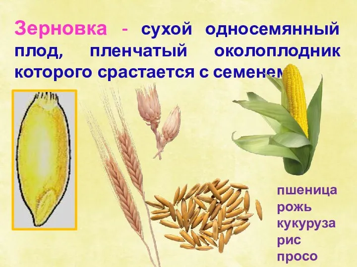 пшеница рожь кукуруза рис просо Зерновка - сухой односемянный плод, пленчатый околоплодник которого срастается с семенем