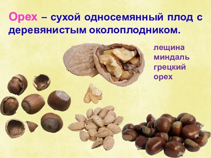 Орех – сухой односемянный плод с деревянистым околоплодником. лещина миндаль грецкий орех