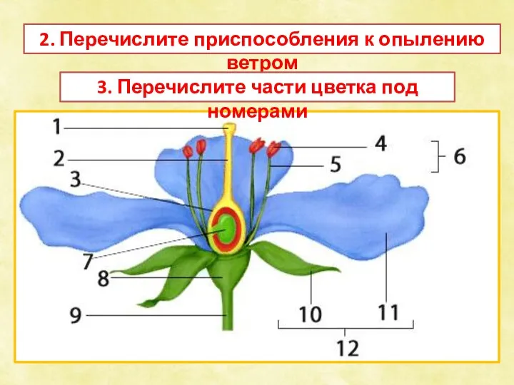 2. Перечислите приспособления к опылению ветром 3. Перечислите части цветка под номерами
