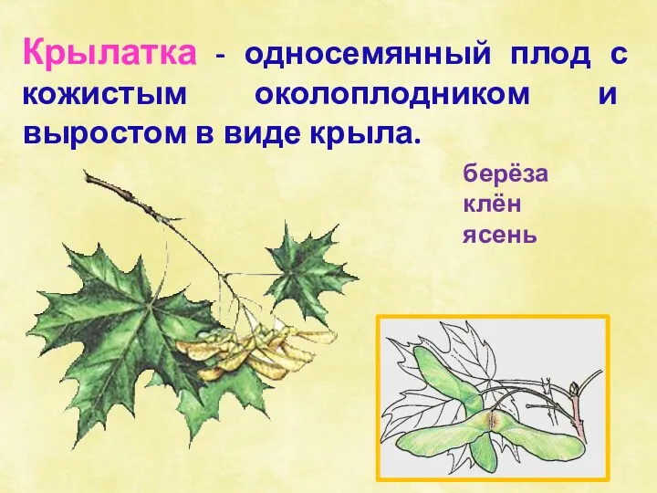 берёза клён ясень Крылатка - односемянный плод с кожистым околоплодником и выростом в виде крыла.