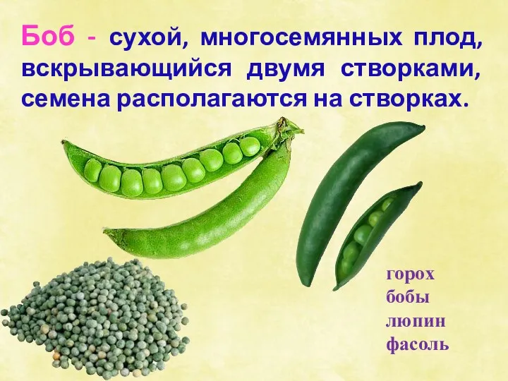 Боб - сухой, многосемянных плод, вскрывающийся двумя створками, семена располагаются на створках. горох бобы люпин фасоль