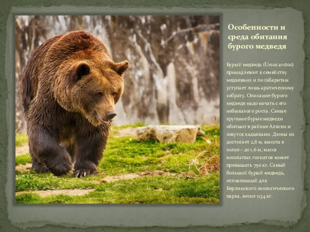 Особенности и среда обитания бурого медведя Бурый медведь (Ursus arctos)