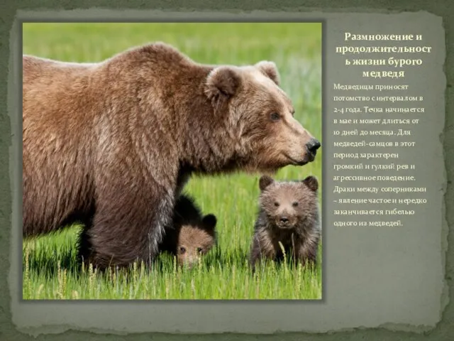 Размножение и продолжительность жизни бурого медведя Медведицы приносят потомство с