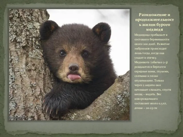 Размножение и продолжительность жизни бурого медведя Медведица пребывает в состоянии