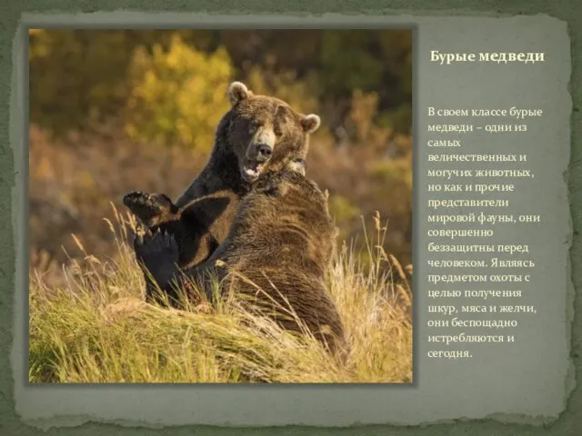 Бурые медведи В своем классе бурые медведи – одни из