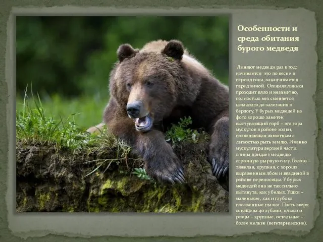 Особенности и среда обитания бурого медведя Линяют медведи раз в