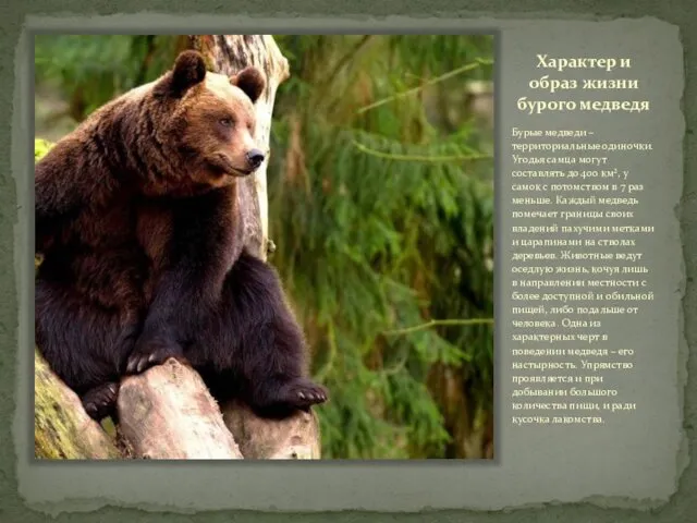 Характер и образ жизни бурого медведя Бурые медведи – территориальные