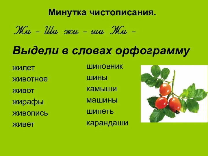 Выдели в словах орфограмму жилет животное живот жирафы живопись живет