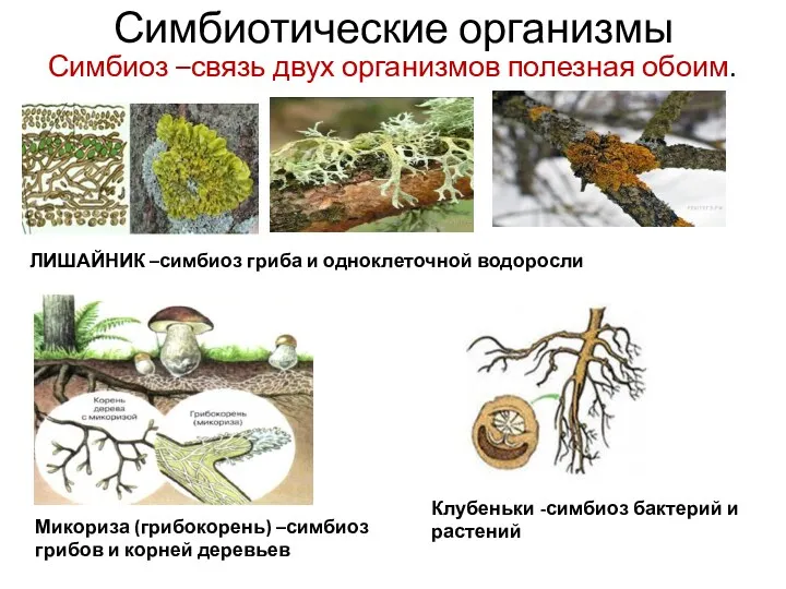 Симбиотические организмы Симбиоз –связь двух организмов полезная обоим. ЛИШАЙНИК –симбиоз