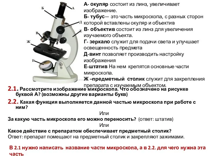 2.1. Рассмотрите изображение микроскопа. Что обозначено на рисунке буквой А?