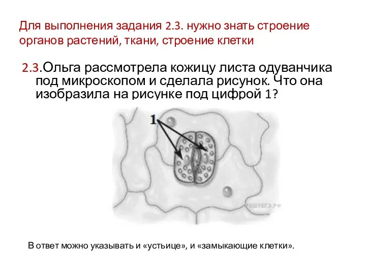 2.3.Ольга рассмотрела кожицу листа одуванчика под микроскопом и сделала рисунок.