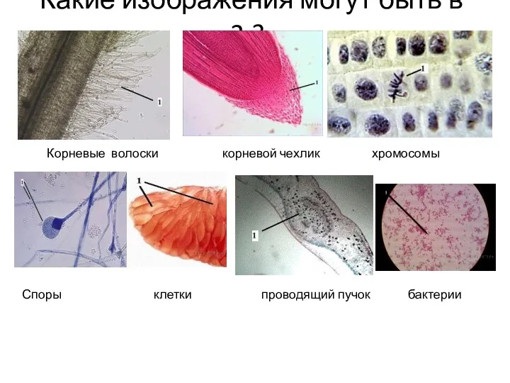 Какие изображения могут быть в 2.3. Корневые волоски корневой чехлик хромосомы Споры клетки проводящий пучок бактерии