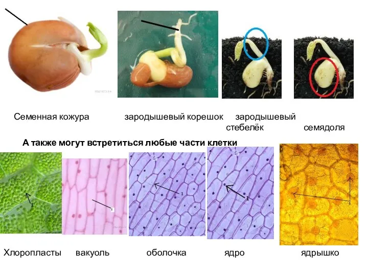 Семенная кожура зародышевый корешок зародышевый стебелёк семядоля А также могут