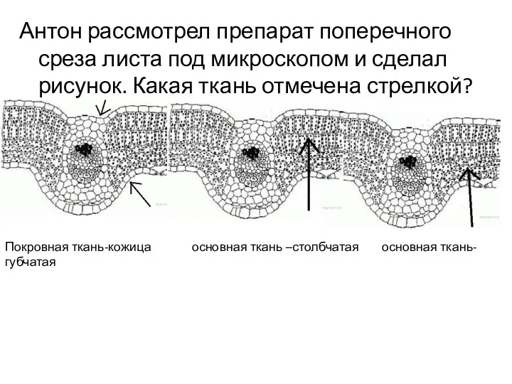 Антон рассмотрел препарат поперечного среза листа под микроскопом и сделал