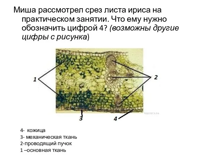 Миша рассмотрел срез листа ириса на практическом занятии. Что ему