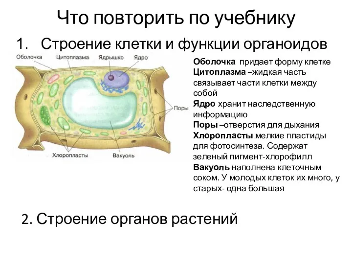 Что повторить по учебнику Строение клетки и функции органоидов 2.